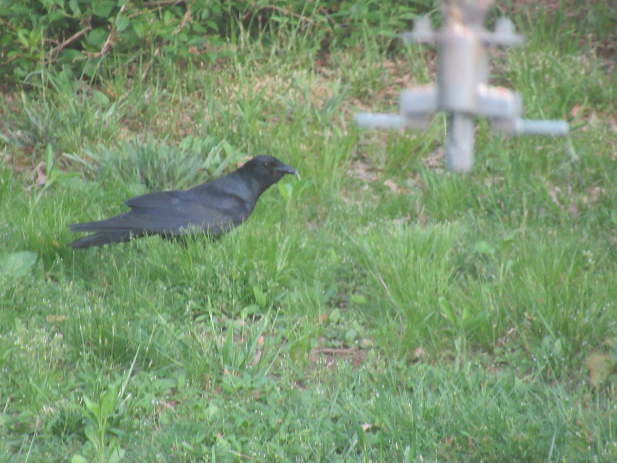 American Crow - ML618712307