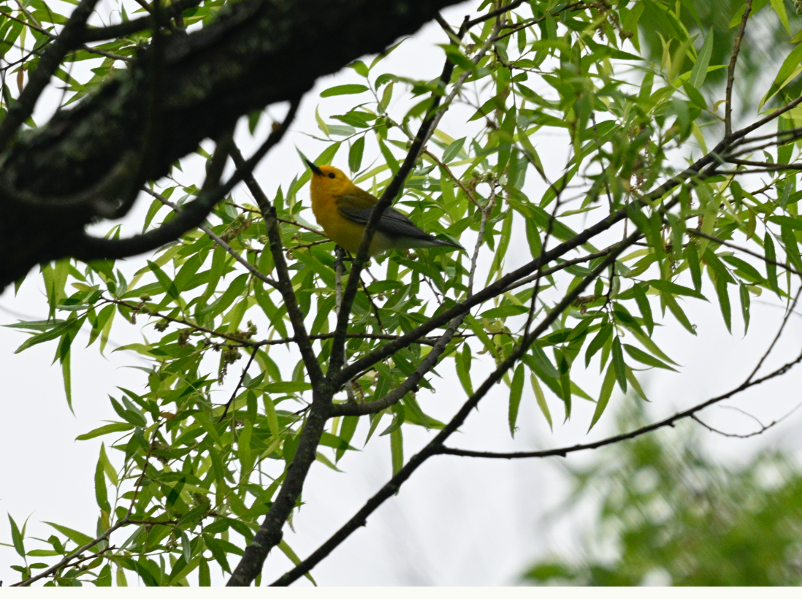 Prothonotary Warbler - ML618712311