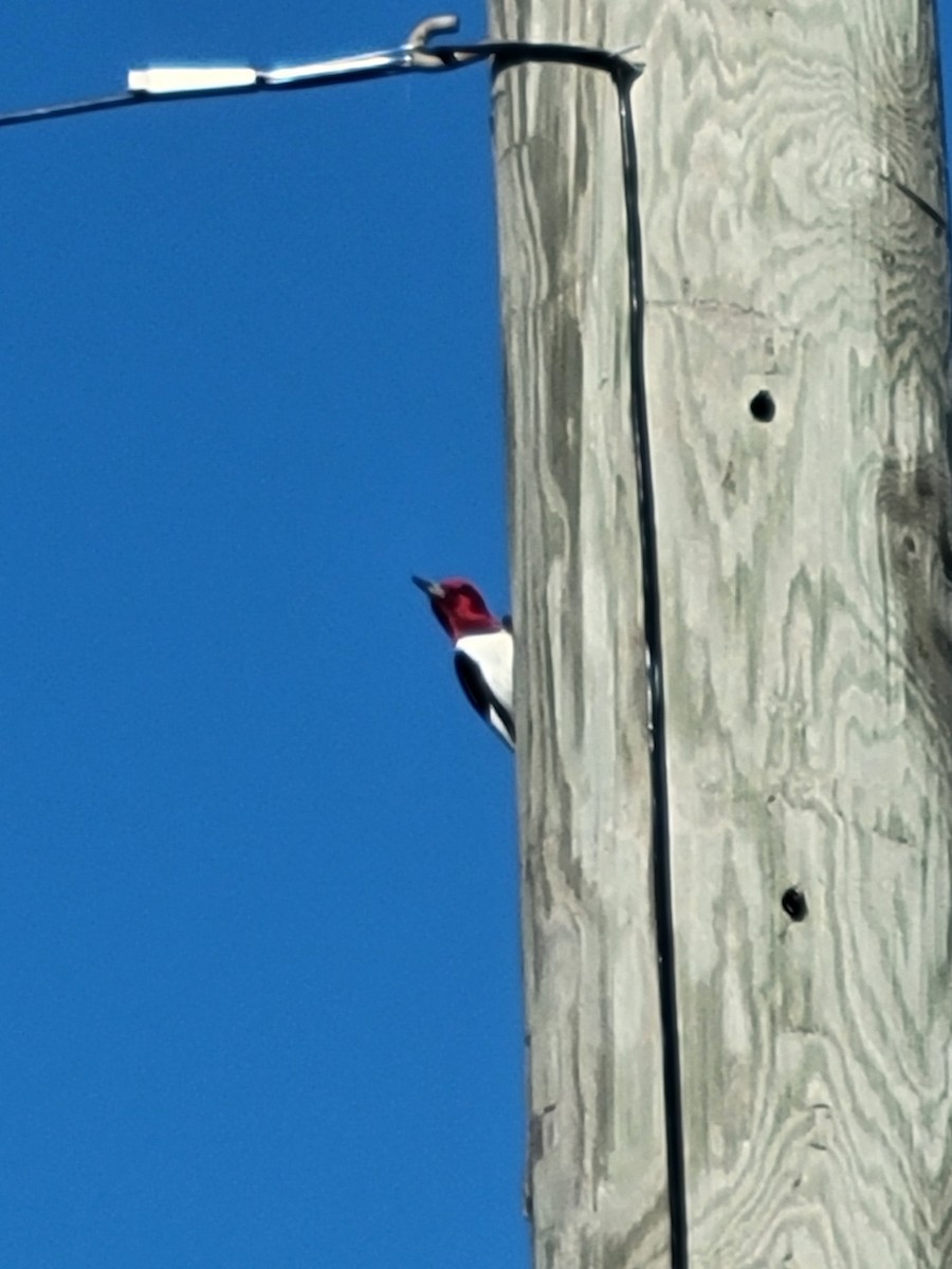 Red-headed Woodpecker - ML618712413