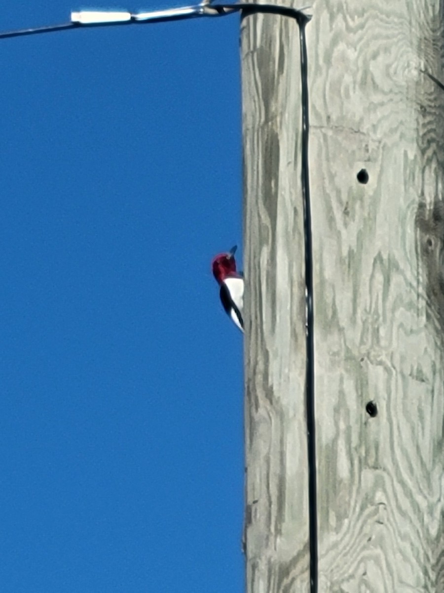 Red-headed Woodpecker - ML618712414