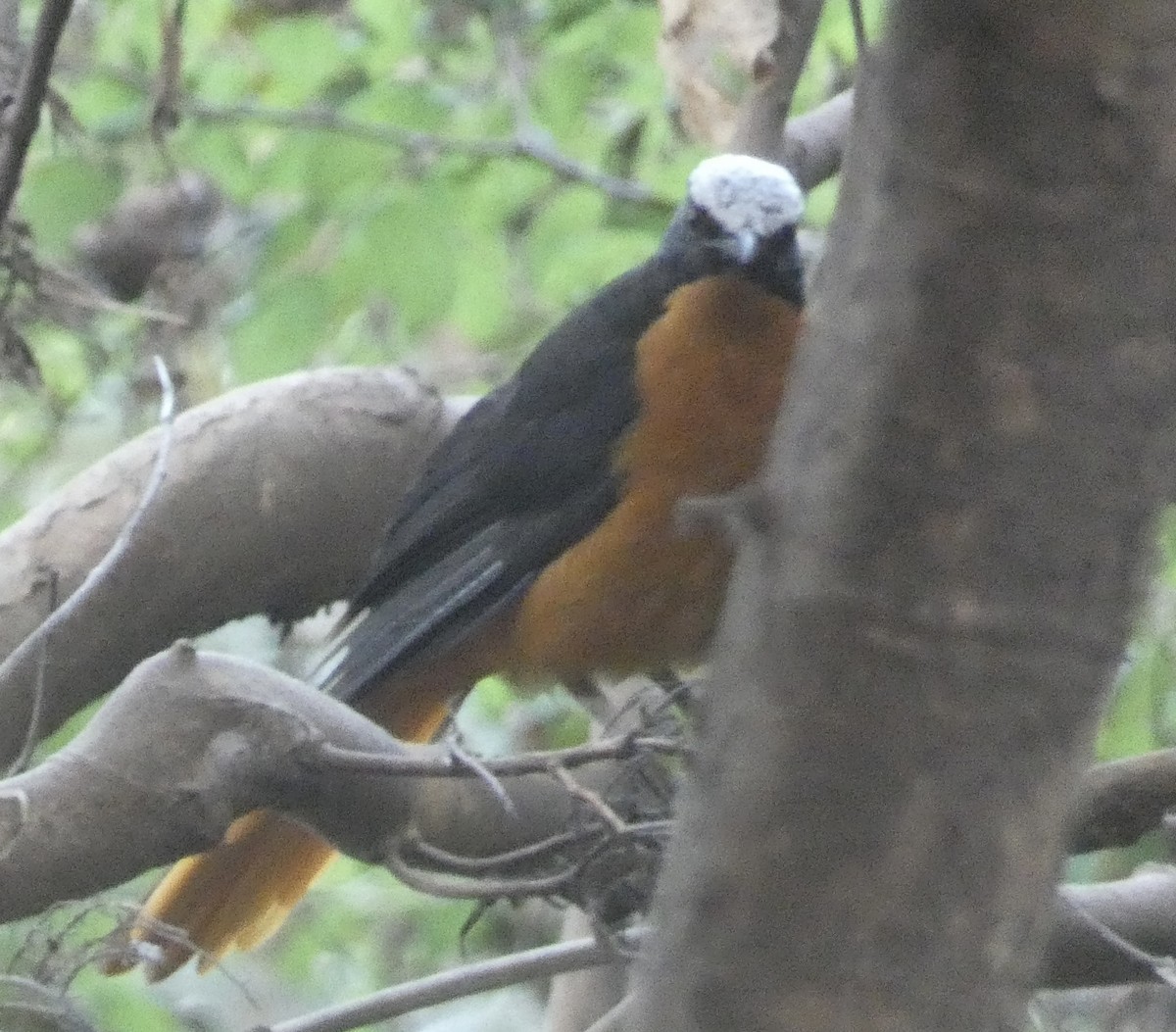 White-crowned Robin-Chat - ML618712457