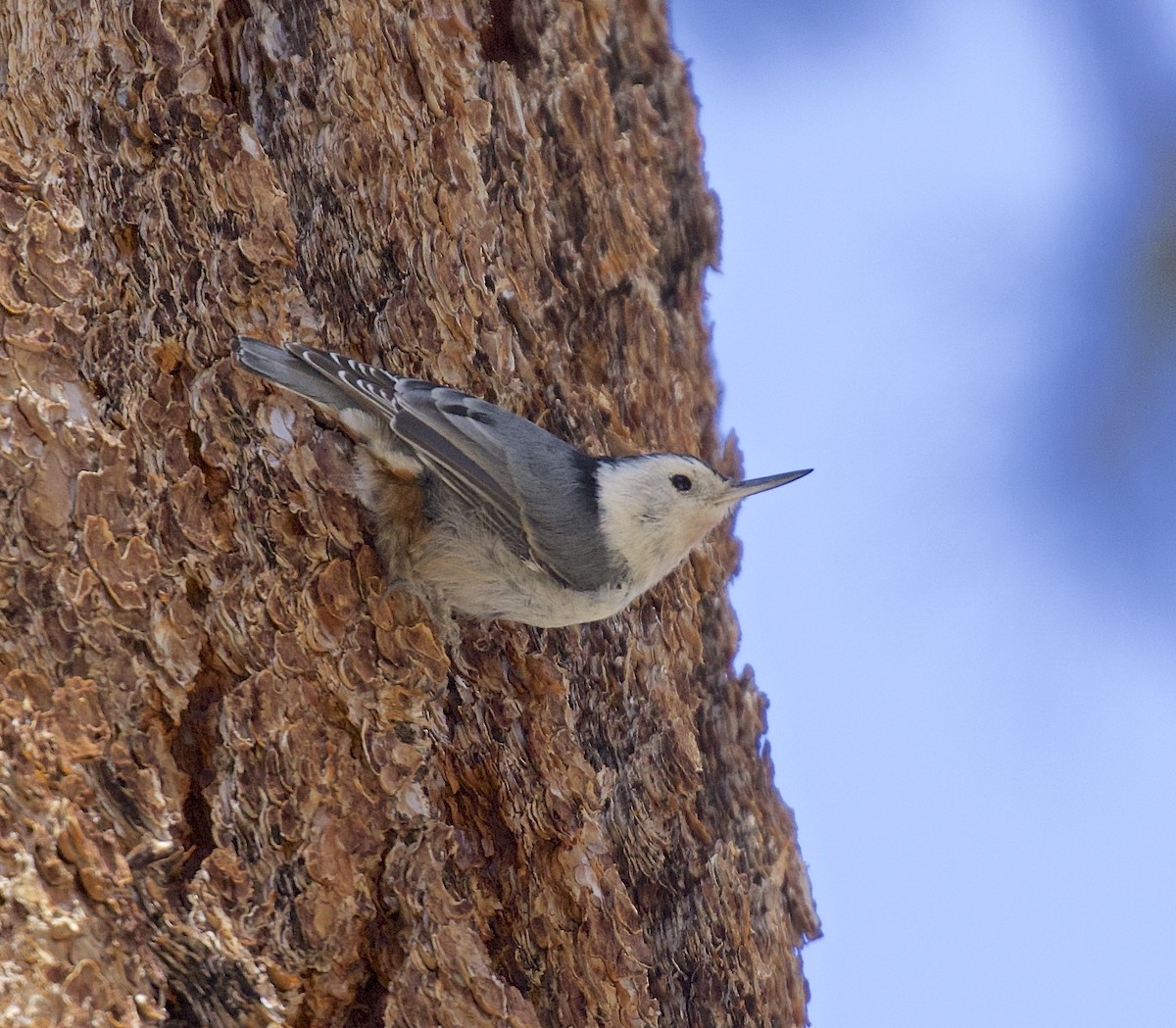 White-breasted Nuthatch - ML618712461