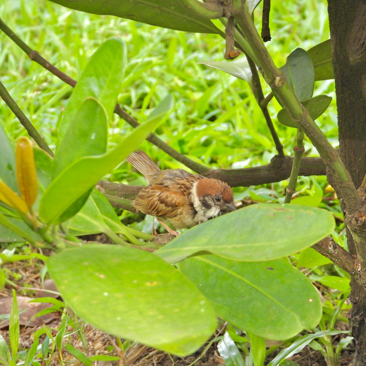 Eurasian Tree Sparrow - ML618712467