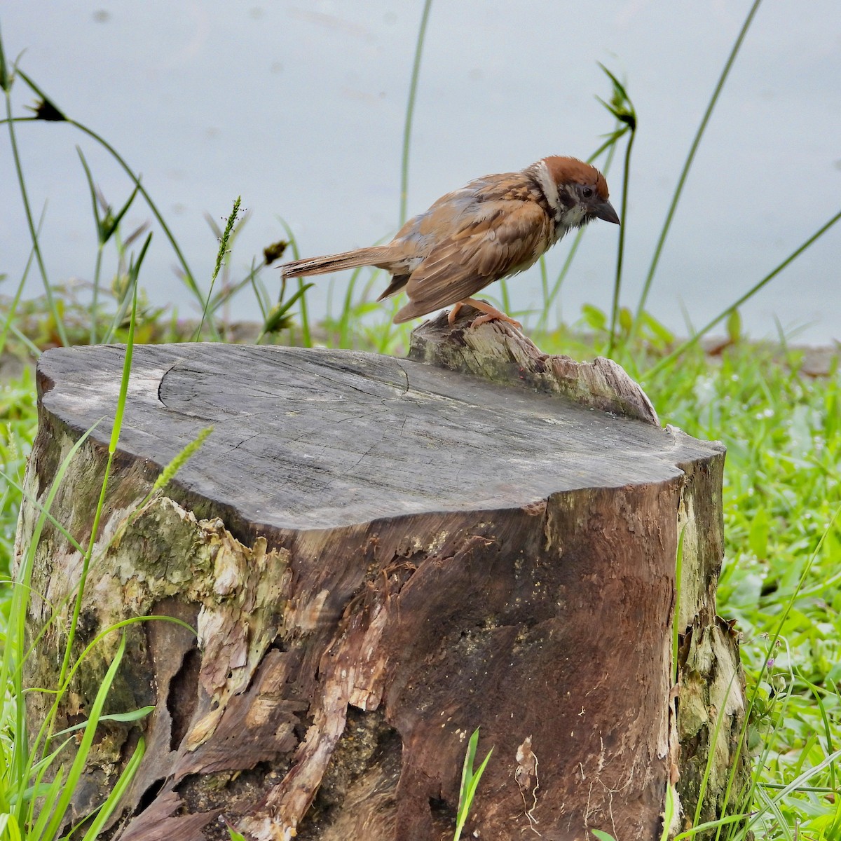 Eurasian Tree Sparrow - ML618712468