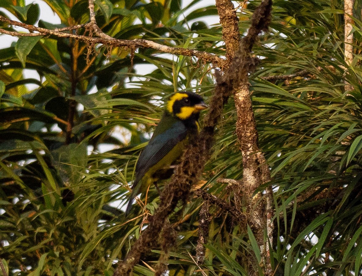 Gold-ringed Tanager - ML618712469