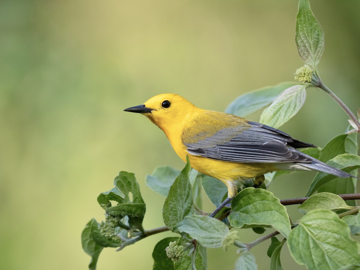 Prothonotary Warbler - ML618712473