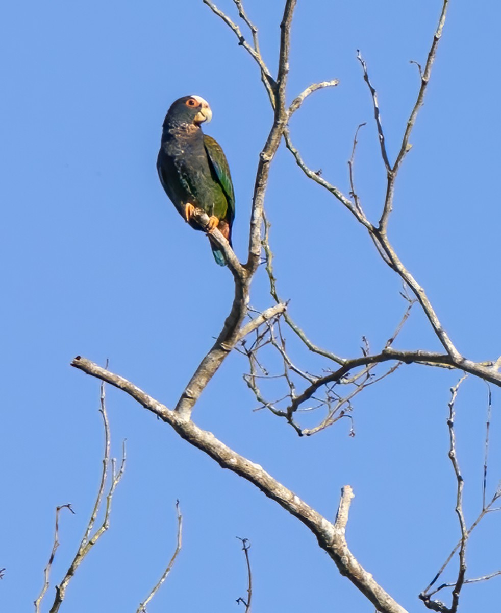 White-crowned Parrot - ML618712502