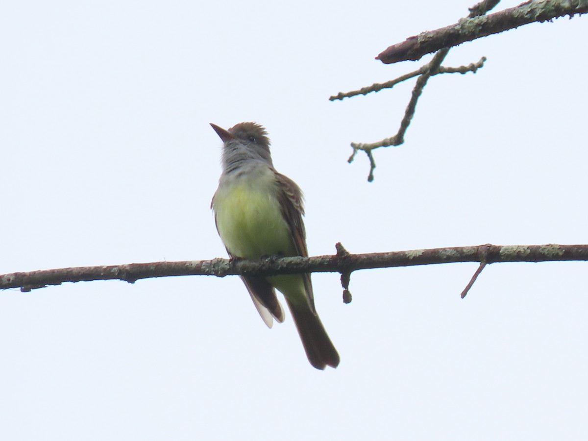 Great Crested Flycatcher - ML618712506