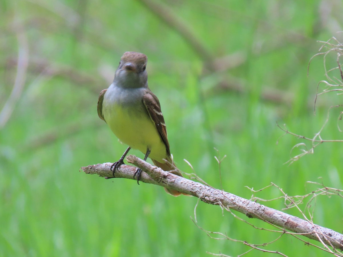 Great Crested Flycatcher - ML618712508