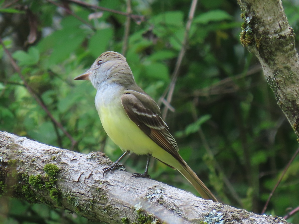 Great Crested Flycatcher - ML618712511