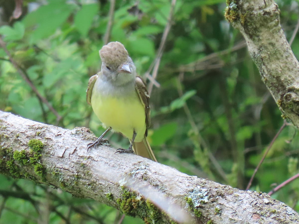 Great Crested Flycatcher - ML618712512