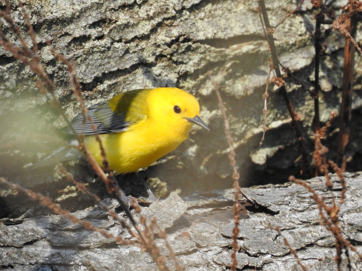 Prothonotary Warbler - ML618712534