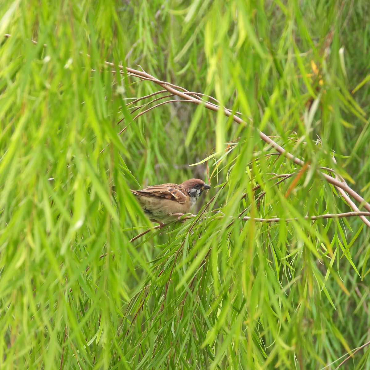 Eurasian Tree Sparrow - ML618712535