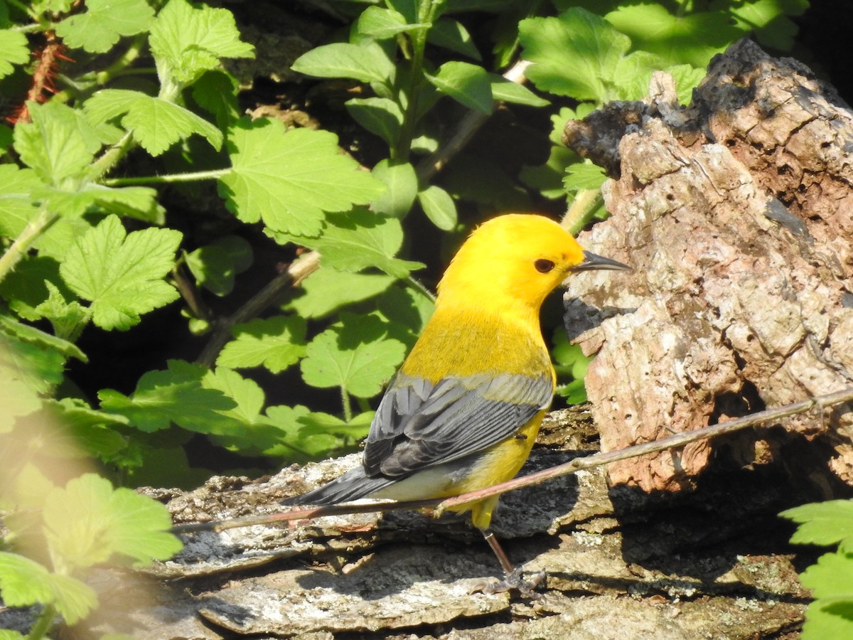 Prothonotary Warbler - ML618712537