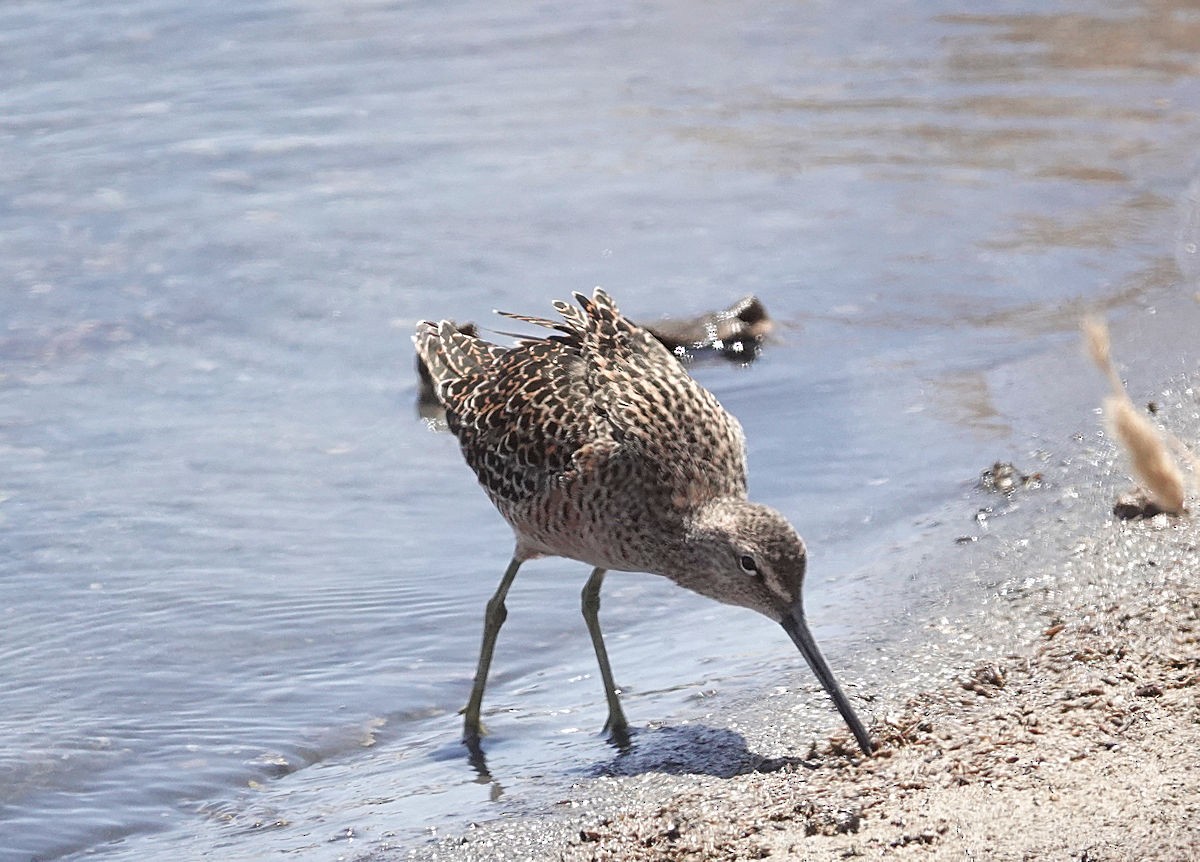 Long-billed Dowitcher - ML618712552