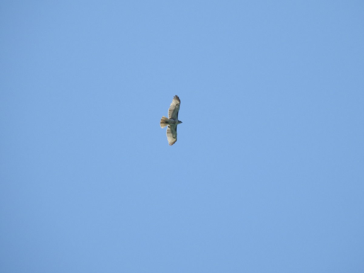 Red-tailed Hawk - ML618712565