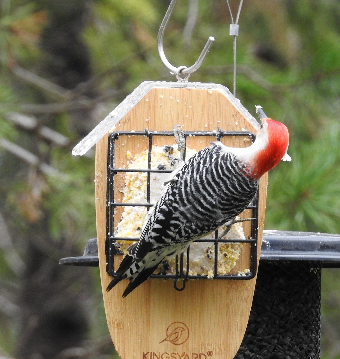 Red-bellied Woodpecker - ML618712566