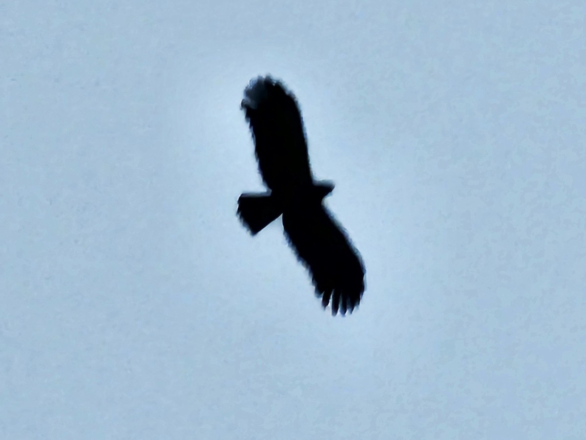 Black Eagle - jason wu