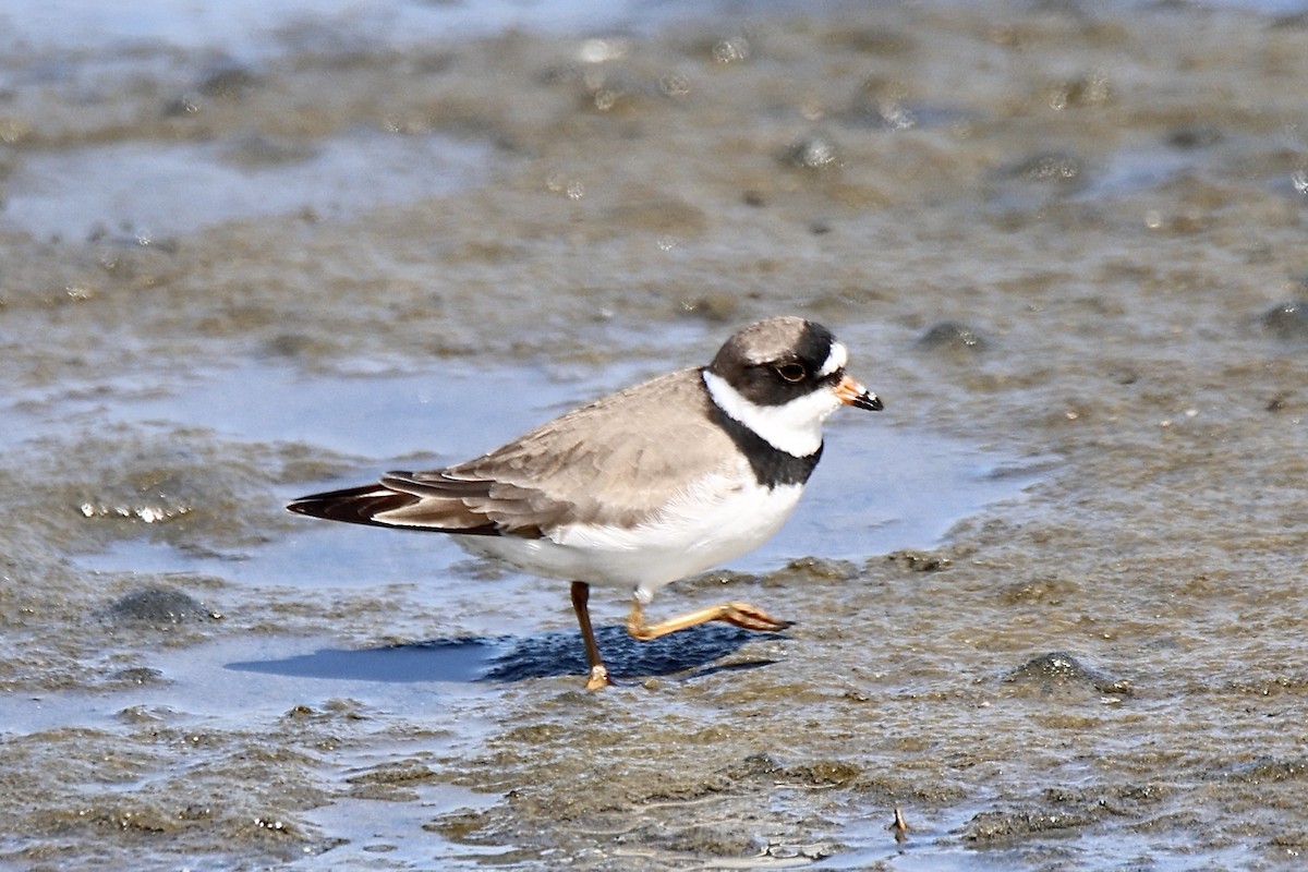 Semipalmated Plover - ML618712632