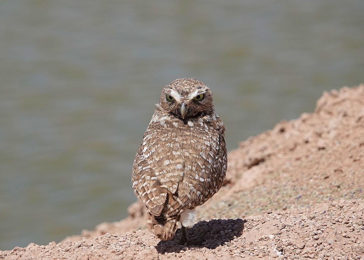 Burrowing Owl - ML618712671