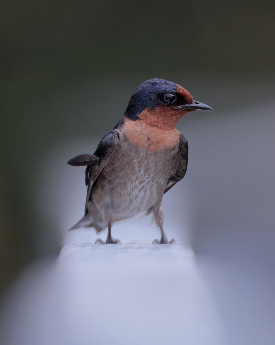 Pacific Swallow - ML618712679