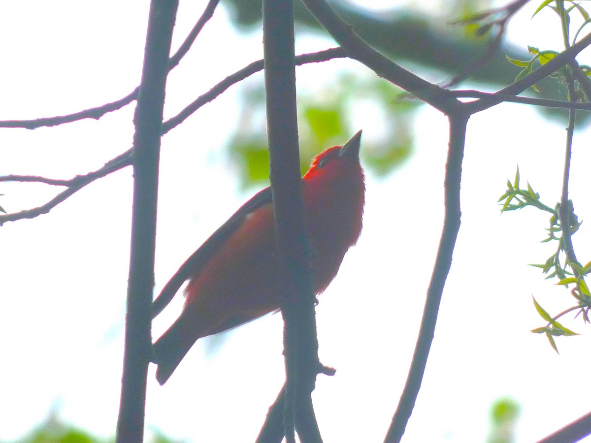 Scarlet Tanager - ML618712682