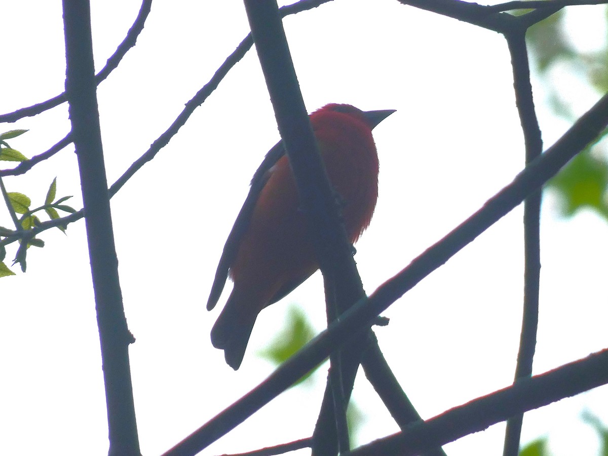Scarlet Tanager - ML618712722