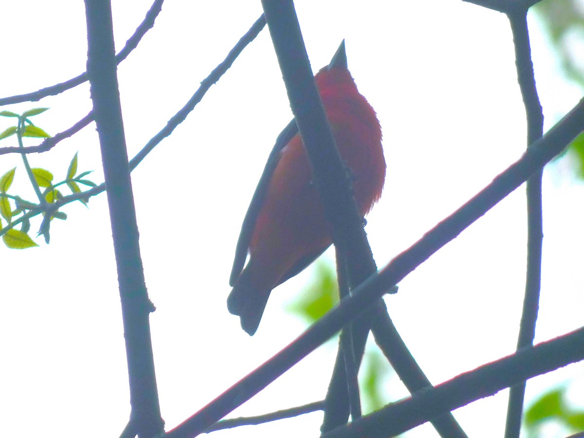 Scarlet Tanager - ML618712732