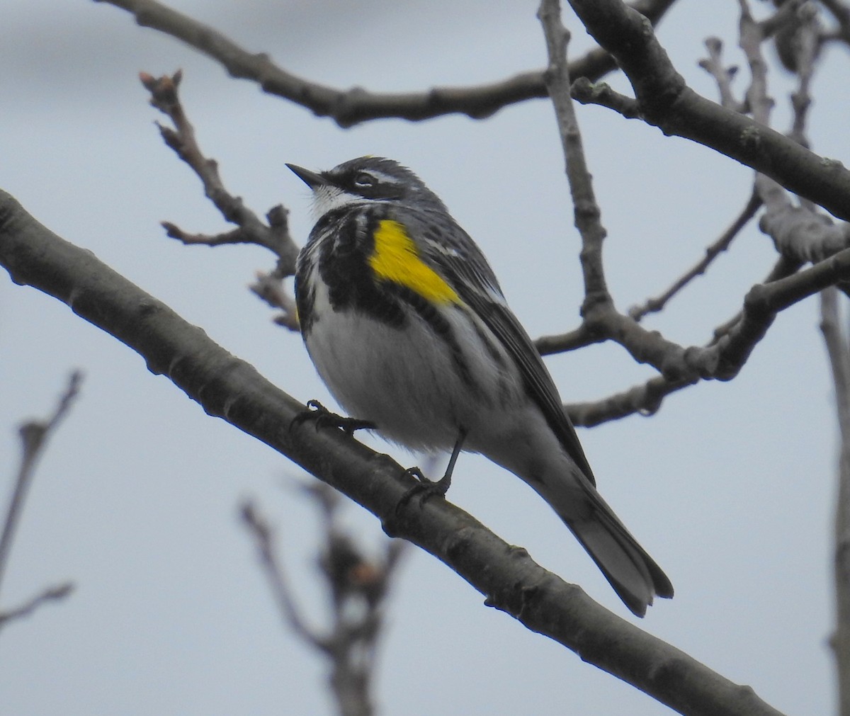 Yellow-rumped Warbler (Myrtle) - ML618712735