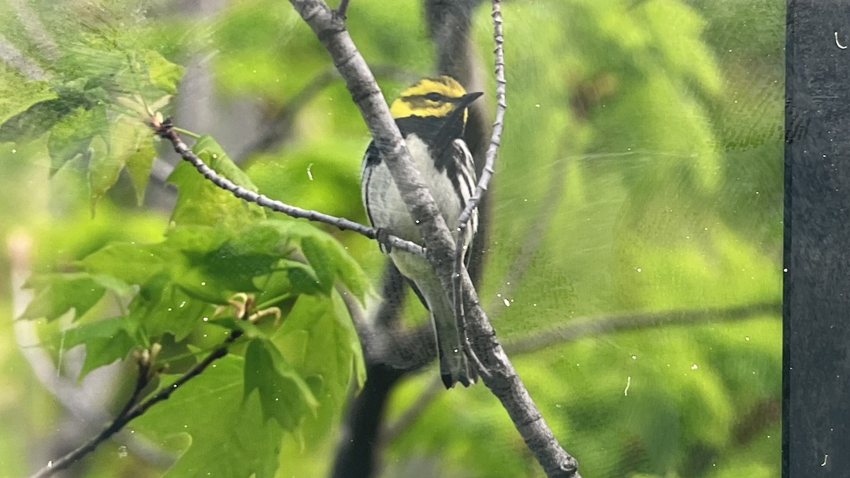 Black-throated Green Warbler - ML618712747