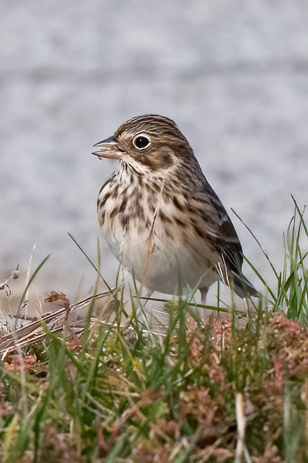 Vesper Sparrow - Nadine Bluemel