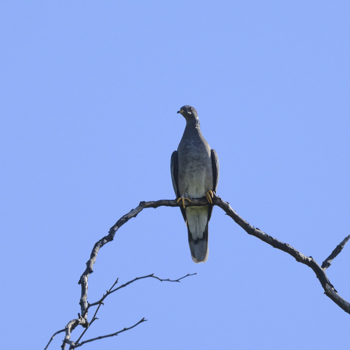 Band-tailed Pigeon - Mike Gifford