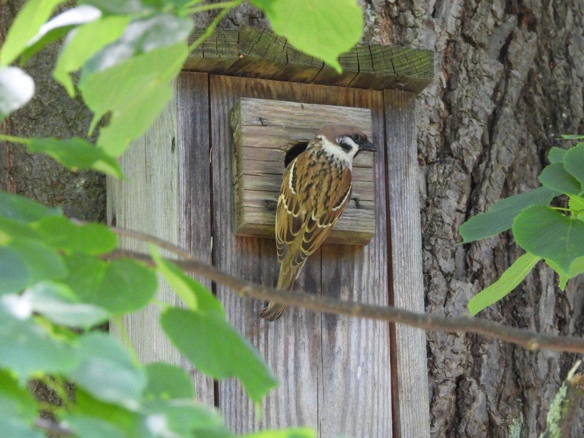Eurasian Tree Sparrow - ML618712845