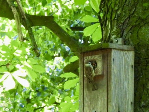 Eurasian Tree Sparrow - ML618712847