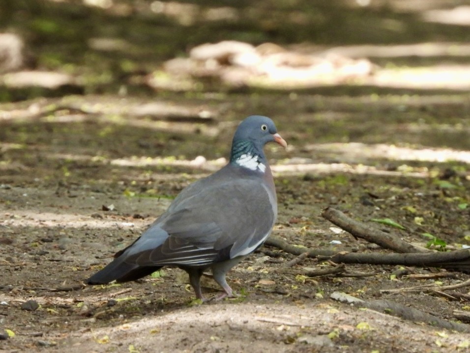 Common Wood-Pigeon - ML618712891