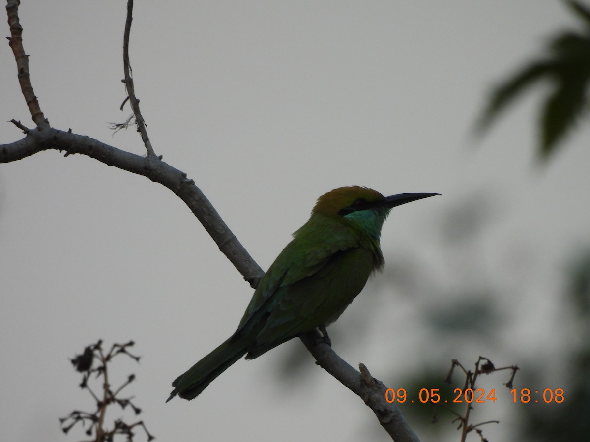 Asian Green Bee-eater - ML618712894