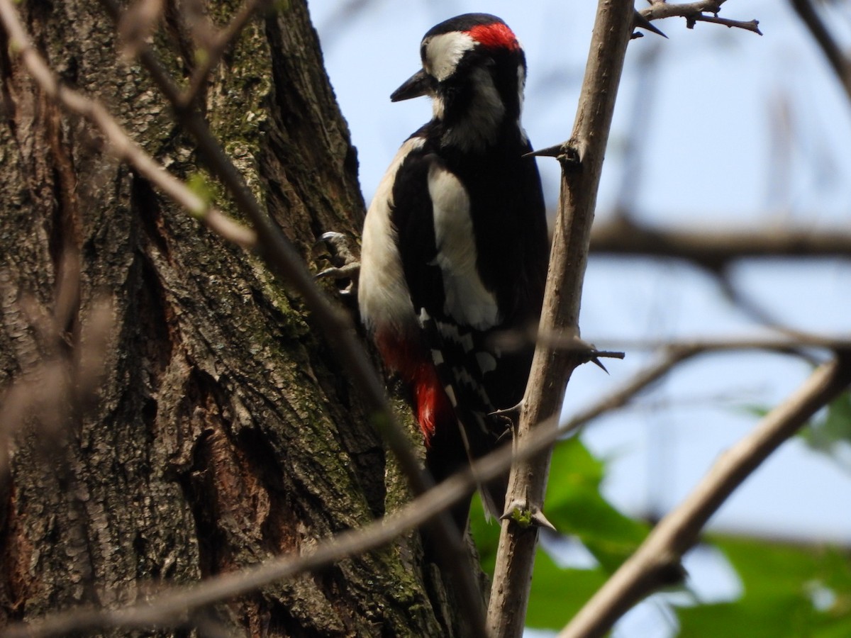 Great Spotted Woodpecker - ML618712900