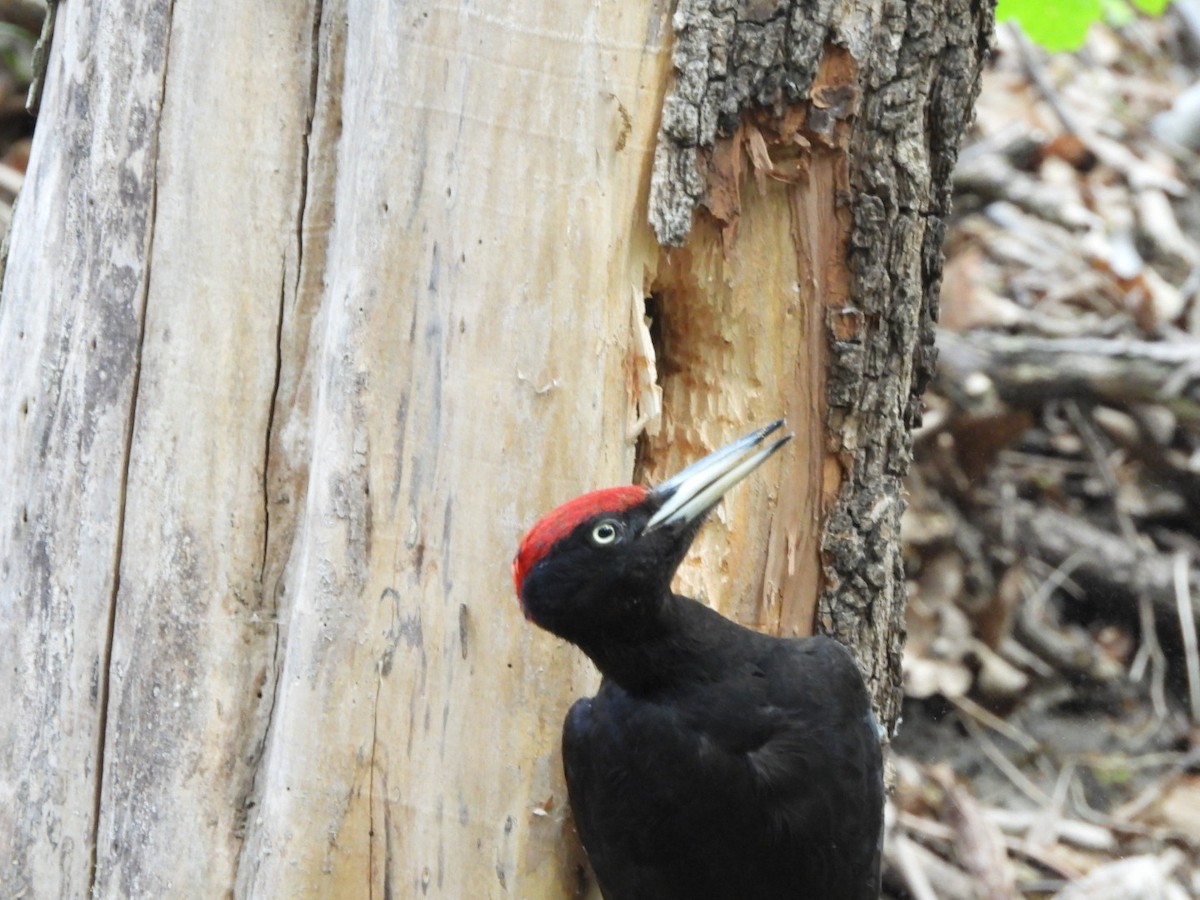 Black Woodpecker - ML618712915