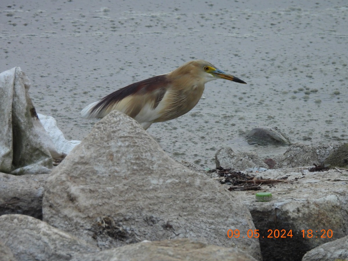 Indian Pond-Heron - ML618712927