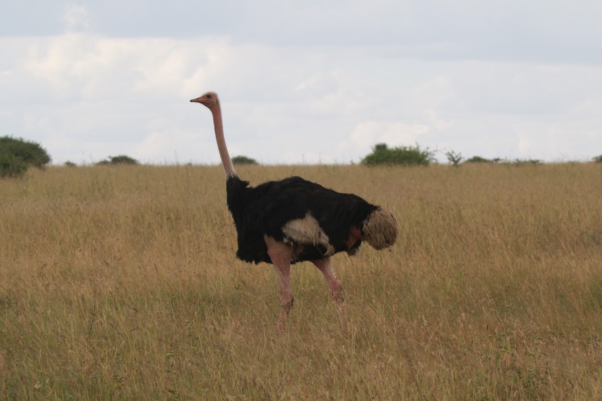 Африканский страус - ML618712945