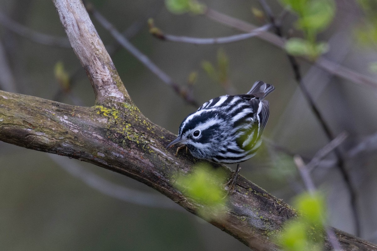 Black-and-white Warbler - ML618712956