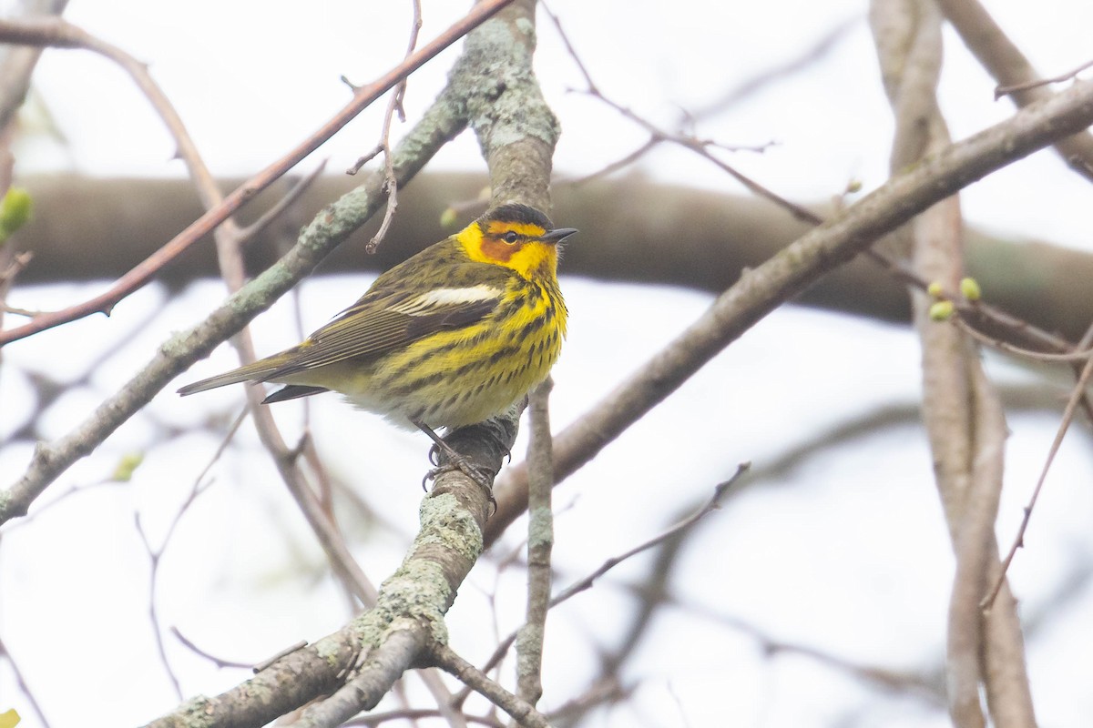 Cape May Warbler - ML618712978