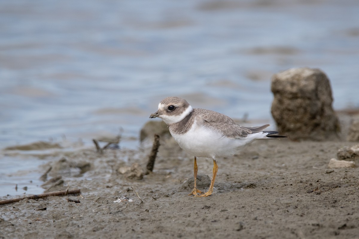 Common Ringed Plover - ML618712999