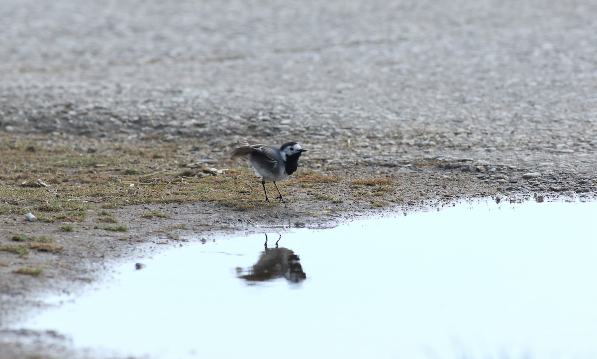 White Wagtail (White-faced) - ML618713081