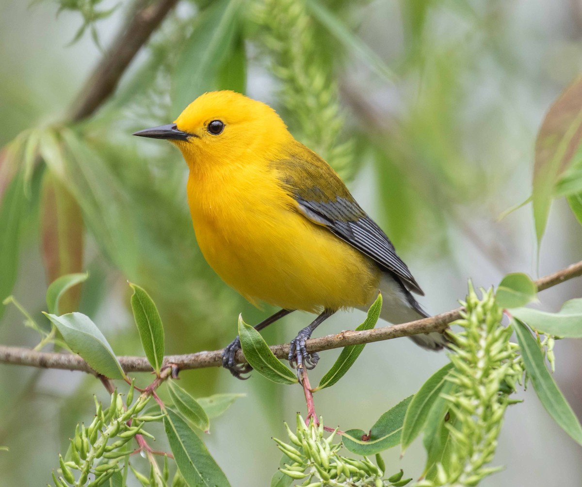 Prothonotary Warbler - ML618713088
