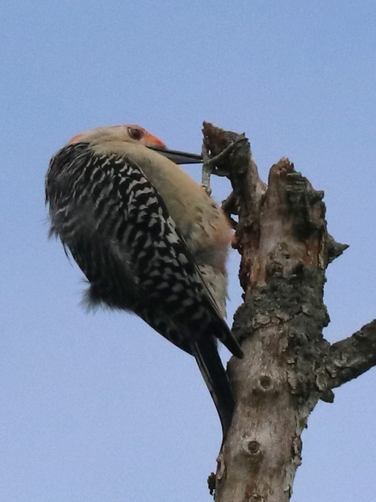 Red-bellied Woodpecker - ML618713092