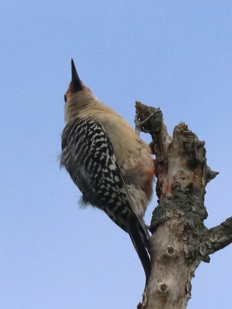 Red-bellied Woodpecker - ML618713093