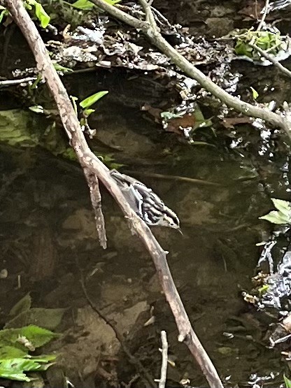 Black-and-white Warbler - ML618713098