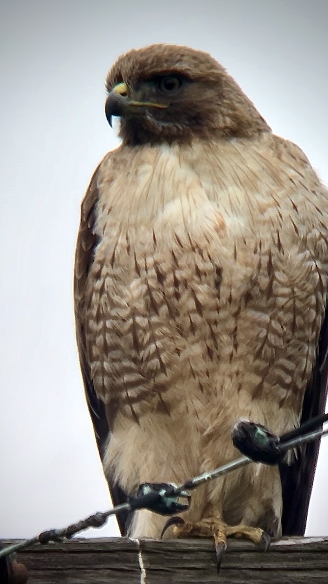 Red-tailed Hawk - Chad Brack