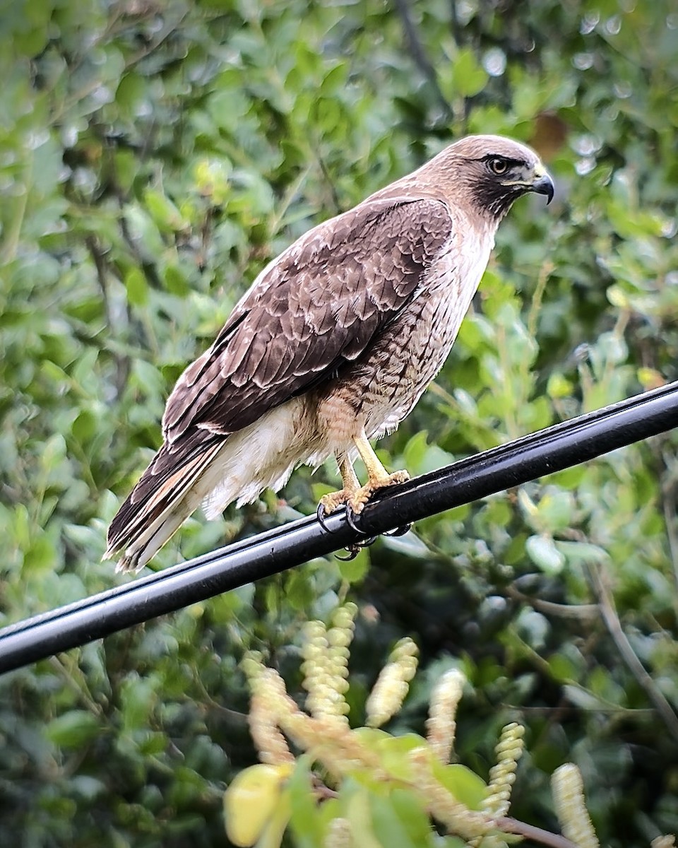 Red-tailed Hawk - ML618713117